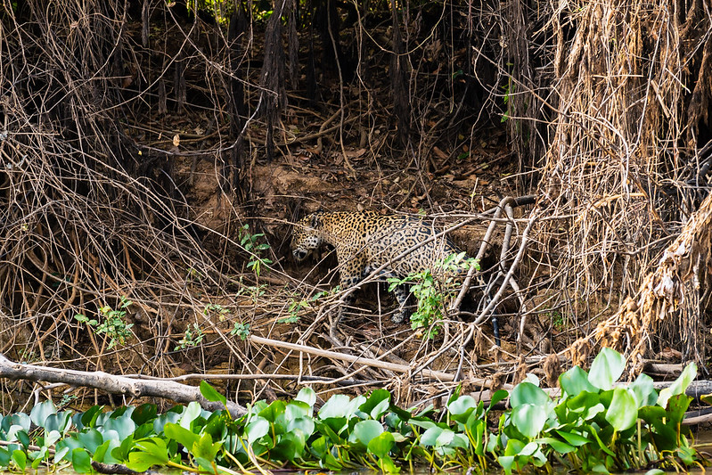 PASSEIO DE LANCHA PRÓXIMO A RESERVA DO TAIAMÃ – PANTANAL MT